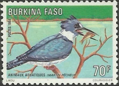 Belted Kingfisher (Megaceryle alcyon)
