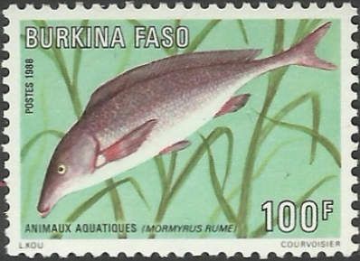 Trunkfisch (Mormyrus rume)
