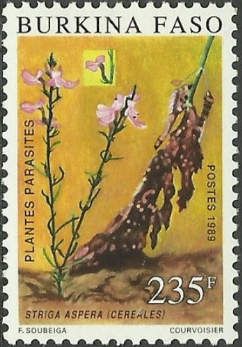 Striga aspera