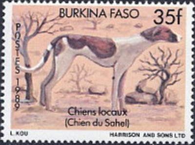 Azawakh (Canis lupus familiaris)