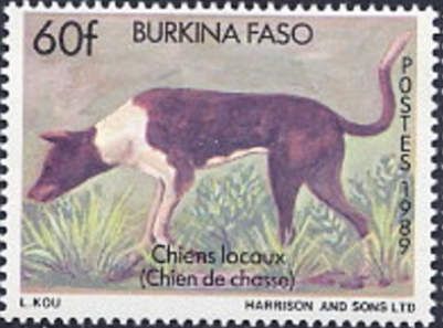 Hunting Dog (Canis lupus familiaris)