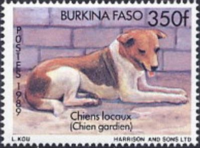 Guard Dog (Canis lupus familiaris)