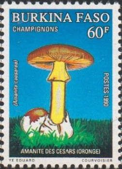 Amanita caesarea
