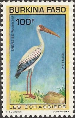 Yellow-billed Stork (Mycteria ibis)