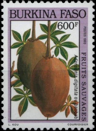 Adansonia digitata