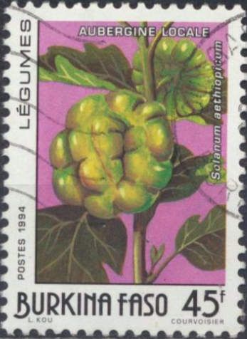 Solanum aethiopicum