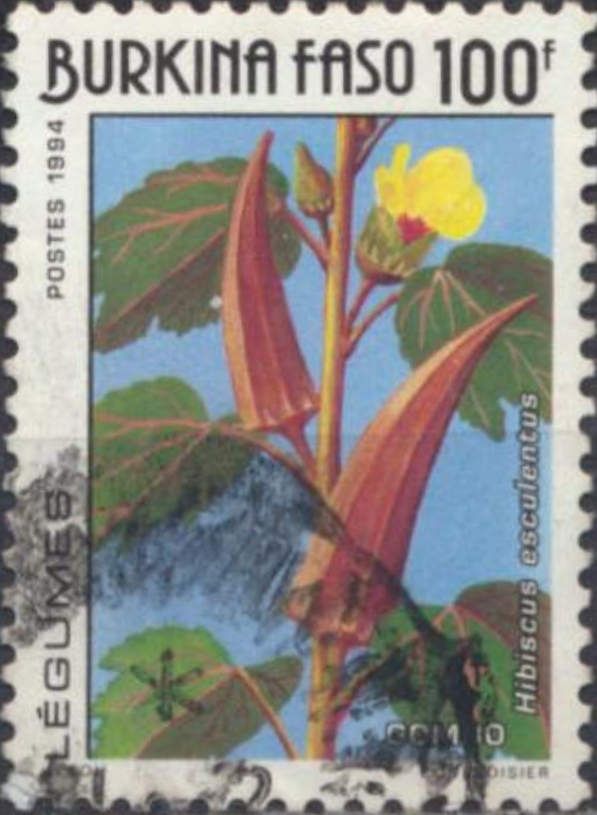 Hibiscus esculentus