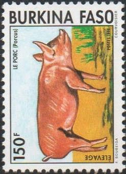 Domestic Pig (Sus scrofa domestica)