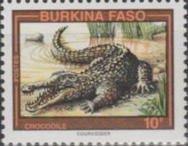 West African Crocodile (Crocodylus suchus)