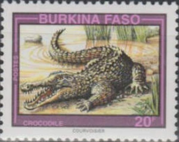 West African Crocodile (Crocodylus suchus)