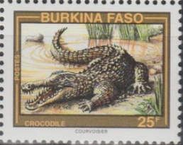 West African Crocodile (Crocodylus suchus)