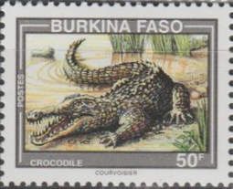 West African Crocodile (Crocodylus suchus)