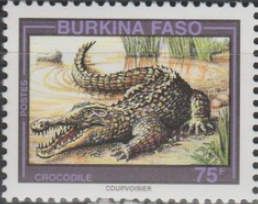 West African Crocodile (Crocodylus suchus)