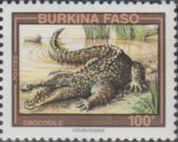 West African Crocodile (Crocodylus suchus)
