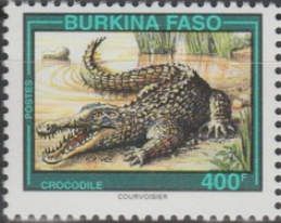 West African Crocodile (Crocodylus suchus)
