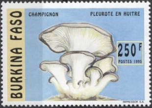 Pleurotus ostreatus