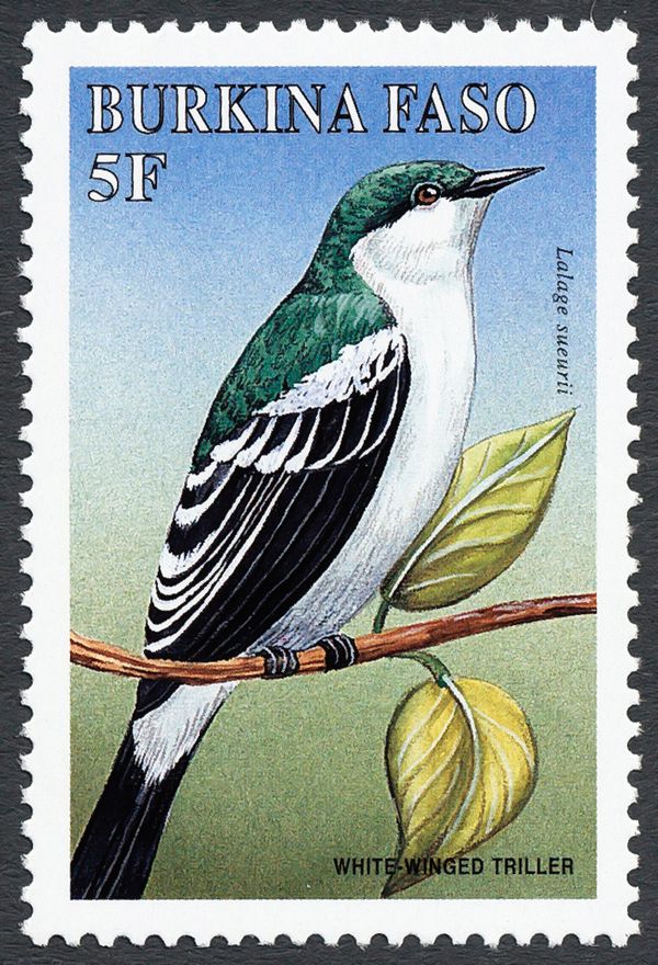 White-Winged Triller (Lalage sueurii)