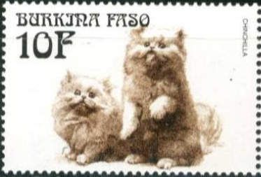 Chinchilla Persian (Felis silvestris catus)