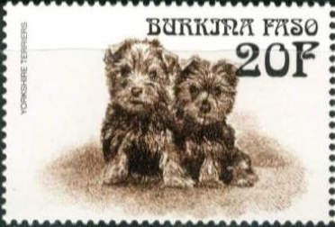 Yorkshire Terriers