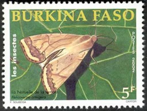 Cotton Bollworm (Helicoverpa armigera)