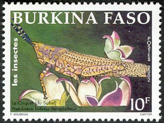 Grashopper (Poekilocerus bufonius hieroglyphicus)