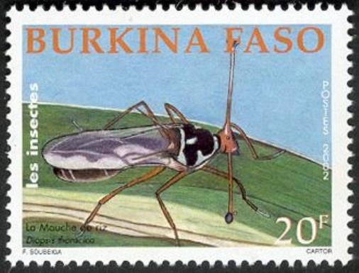 Stalk-eyed Fly (Diopsis thoracica)
