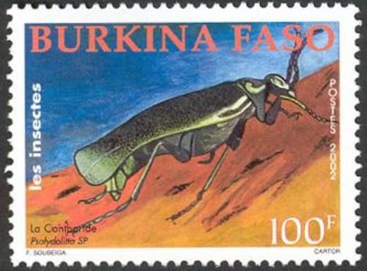 Blister Beetle (Psalydolitta sp.)