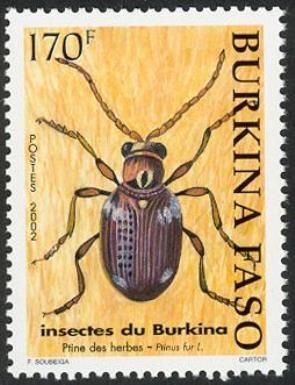 Common Spider Beetle (Ptinus fur)