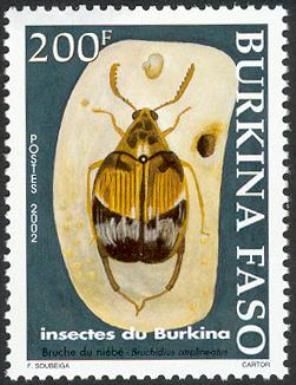 (Bruchidius atralineatus)
