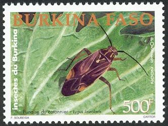 Tarnished Plant Bug (Lygus lineolaris)