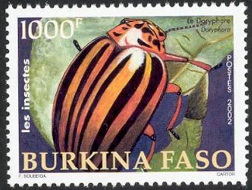 Colorado Potato Beetle (Leptinotarsa decemlineata)