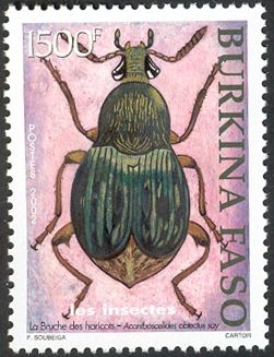 Bean Weevil (Acanthoscelides obtectus)