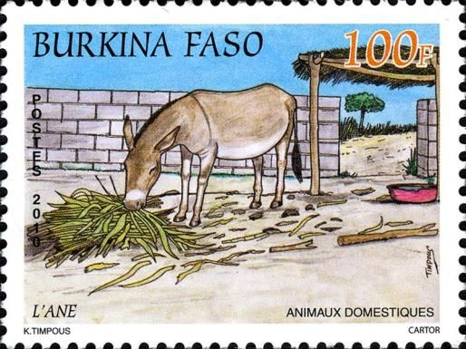 Donkey (Equus asinus asinus)