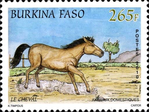 Horse (Equus ferus caballus)