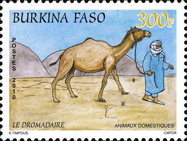 Dromedary (Camelus dromedarius)