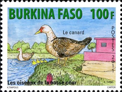 Domestic Duck (Anas platyrhynchos domestica)