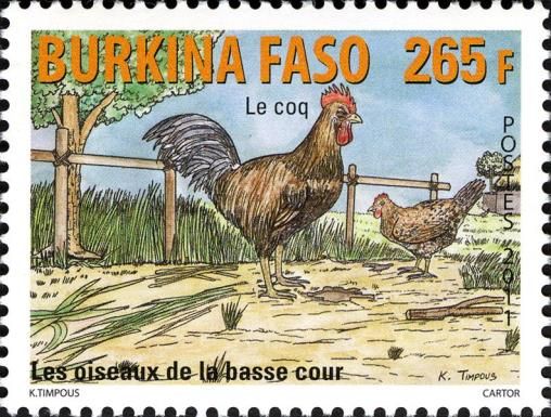 Rooster (Gallus gallus domesticus)
