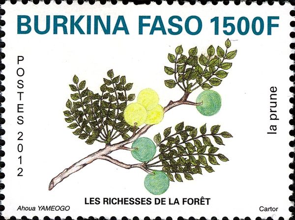 African Plum Tree (Pygeum africanum)