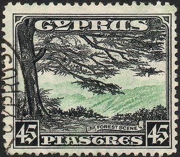 Forest Scene
