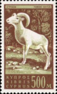 Cyprus Mouflon (Ovis musimon orientalis)