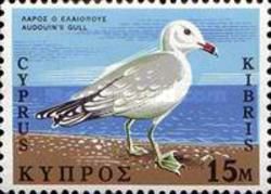 Audouin's Gull (Larus audouinii)