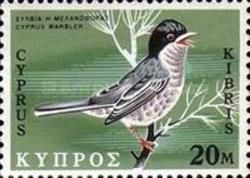 Cyprus Warbler (Curruca melanothorax)