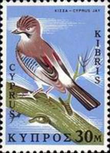 Cyprus Jay (Garrulus glandarius glaszneri)