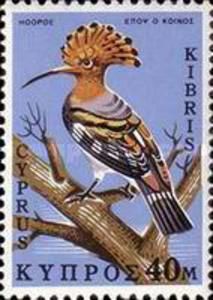 Eurasian Hoopoe (Upupa epops)