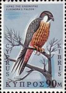 Eleonora's Falcon (Falco eleonorae)