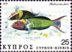 Ornate Wrasse (Thalassoma pavo)