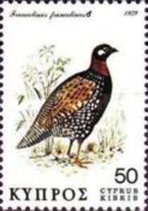 Black Francolin (Francolinus francolinus)