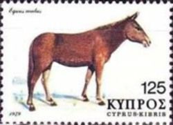 Mule (Equus mulus)