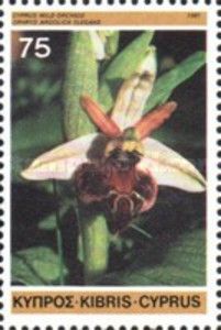Ophrys argolica elegans - Eyed-bee orchid