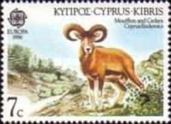 Cyprus Mouflon (Ovis musimon orientalis)